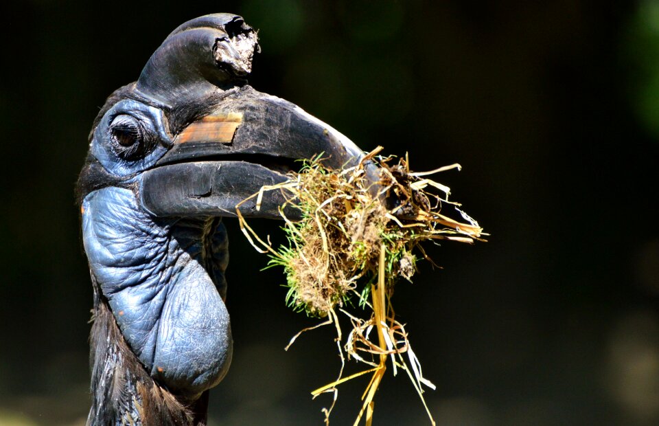 Bucorvus bird bill