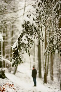 Forest path wintry winter forest photo