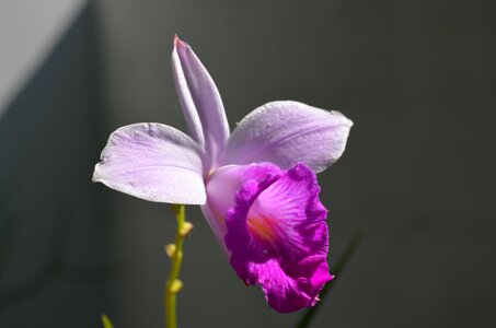 Nature orchid pink ornamental flower photo