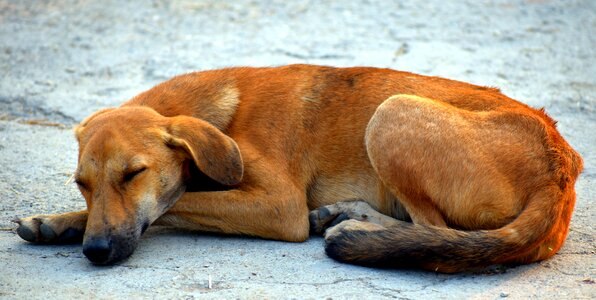 Animal canine brown