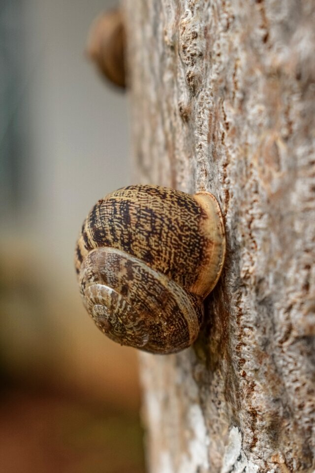 Closeup after rain animal