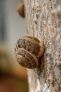 Closeup after rain animal photo