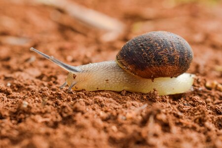 Gastropod slug nature
