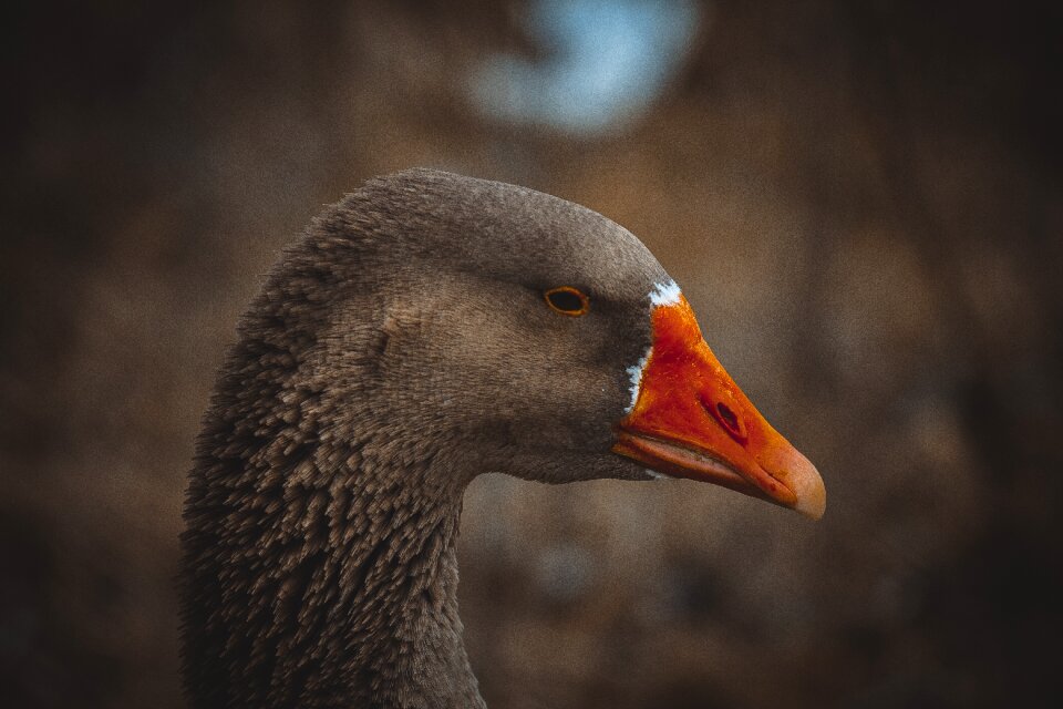 Nature outdoor animals