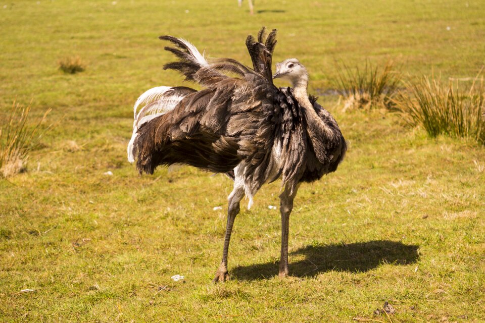 Animal world bird nature