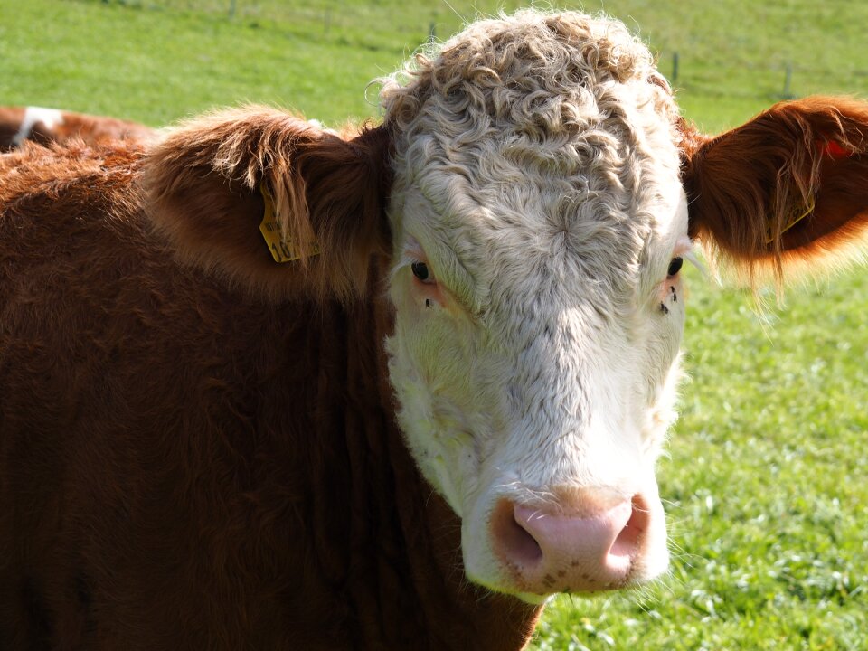 Milk pasture animal photo