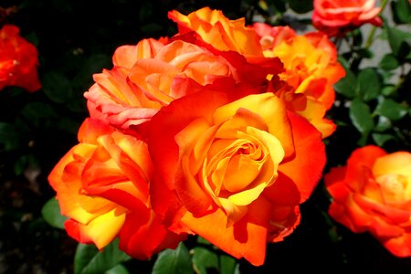 Fragrance bloom orange photo