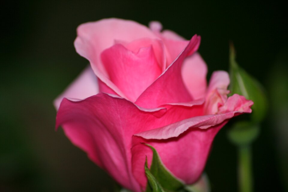 Rose nature flower