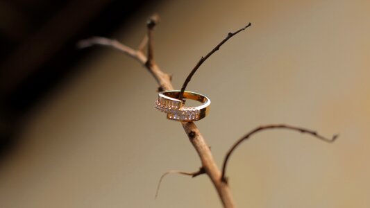 Alliance marriage nature