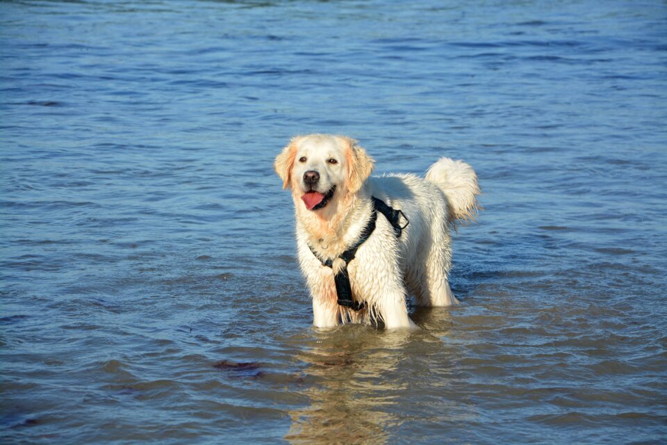 Sea domestic animal female