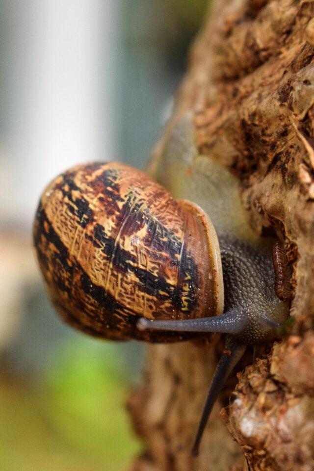Closeup after rain animal