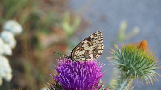 Butterfly flower plant
