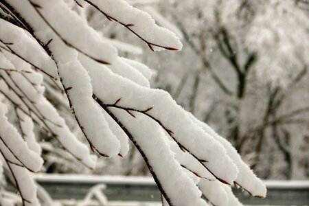 Wintry snowy frosty photo