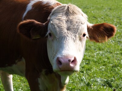 Milk pasture animal photo