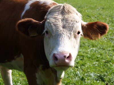 Milk pasture animal