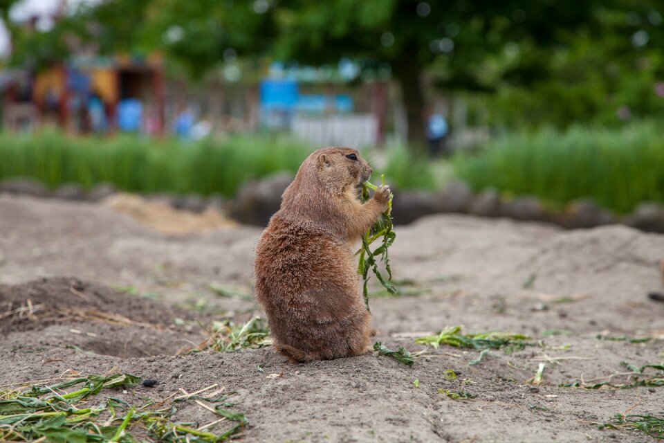 Eating food small