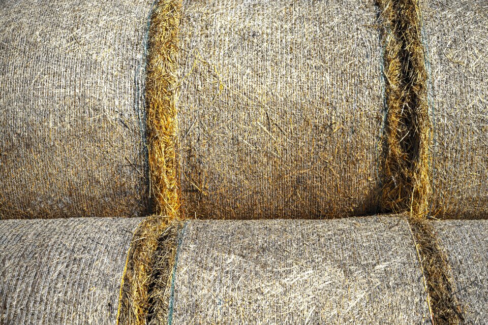 Close up harvest time straw bales