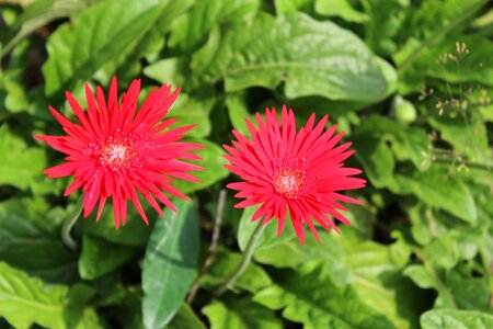 Colorful nature red flowers
