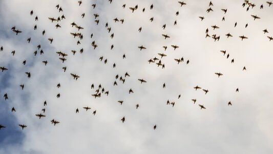 Migratory birds winter nature