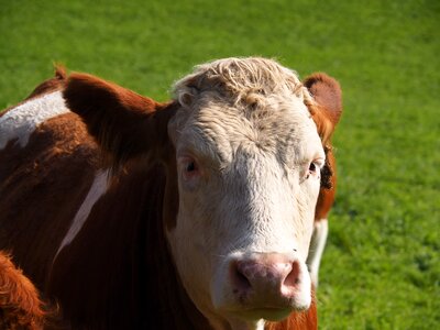 Milk pasture animal photo