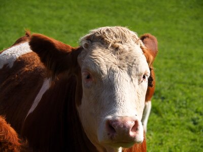 Milk pasture animal