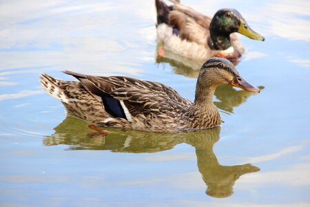Nature waterfowl outdoors photo