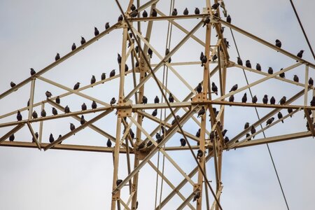 Birds migratory birds resting