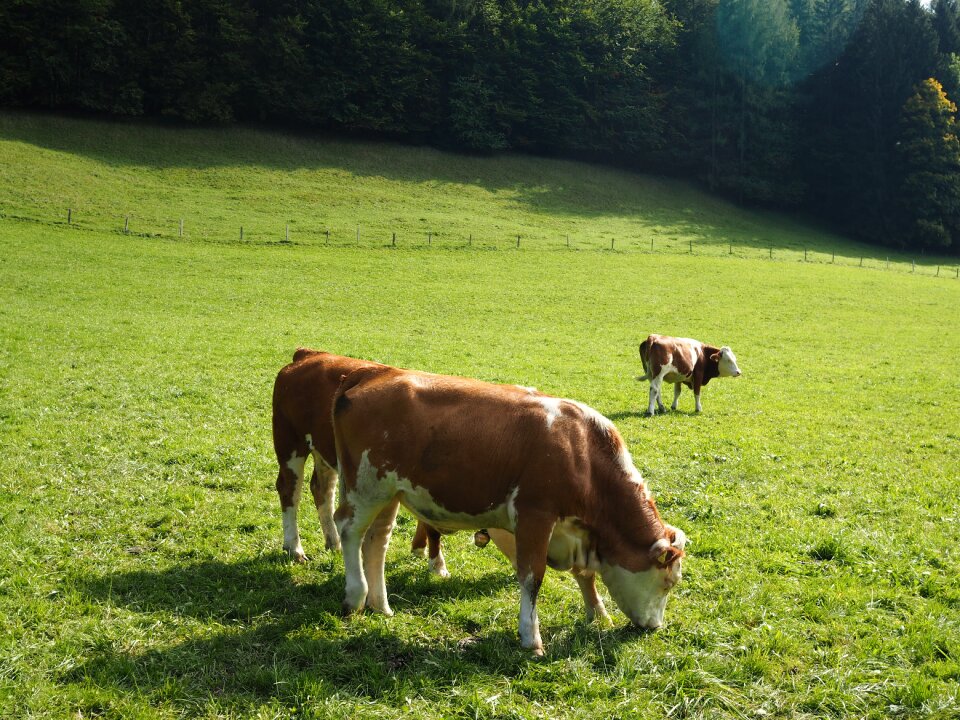 Milk pasture animal