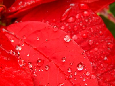 Red flower rained drops photo