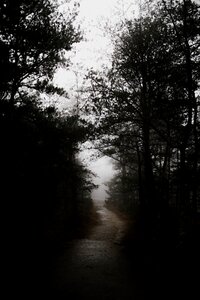 Forest dark pathway
