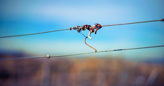 Structure wine winegrowing