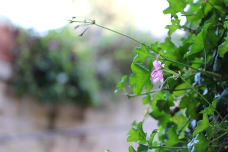 Flower green pink