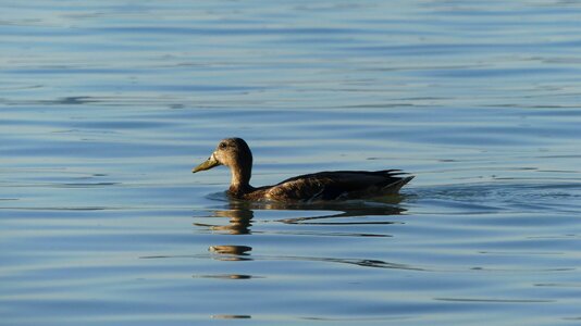 Mallard water bird duck bird photo