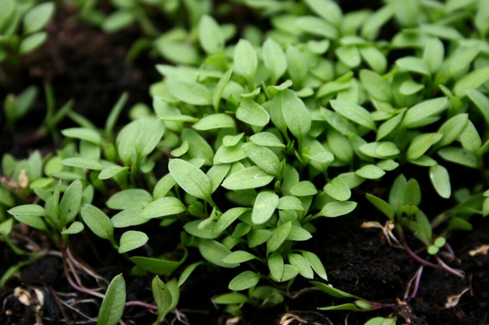 Growth herb vegetables