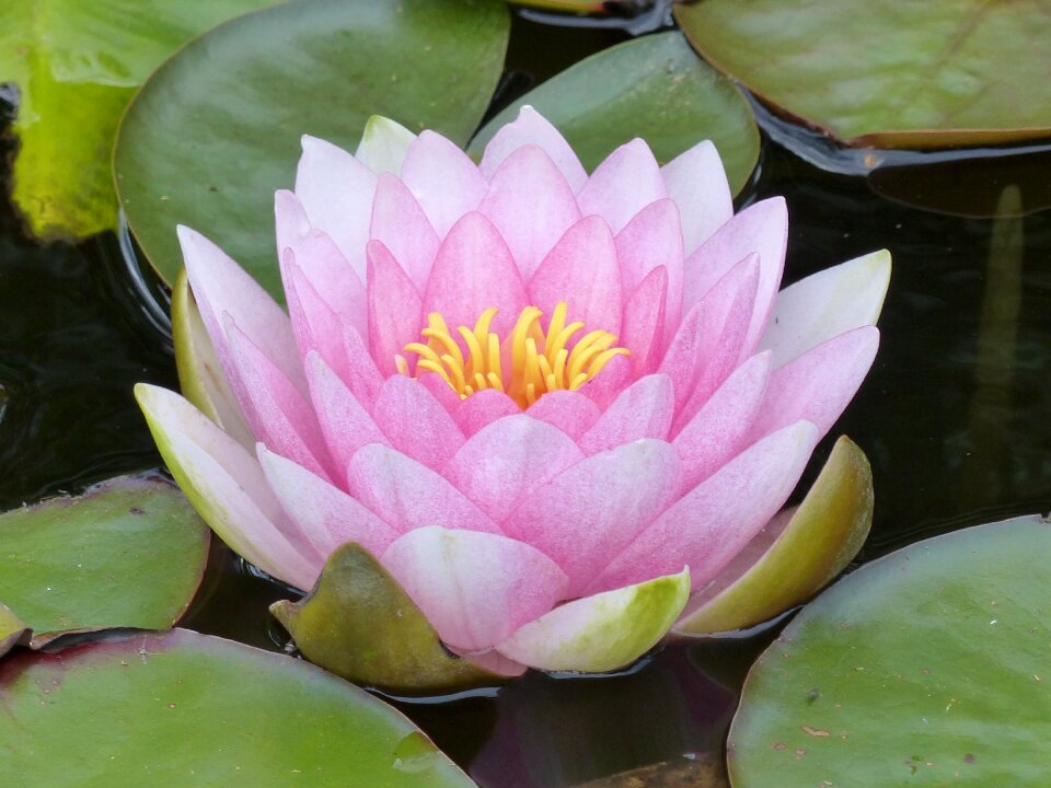 Water dust garden