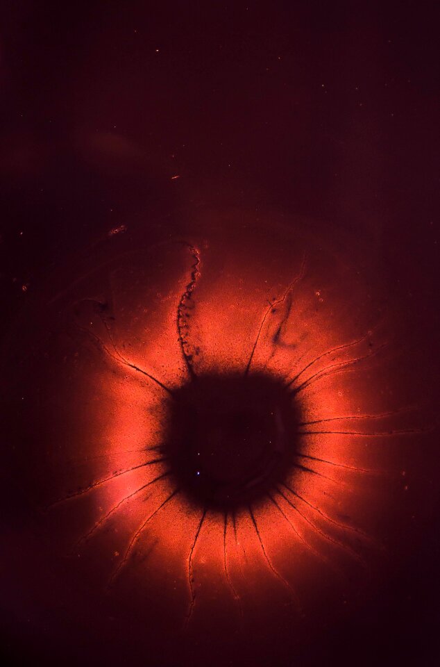 Iris pupil macro