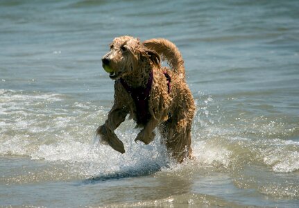 Wave beach dog photo