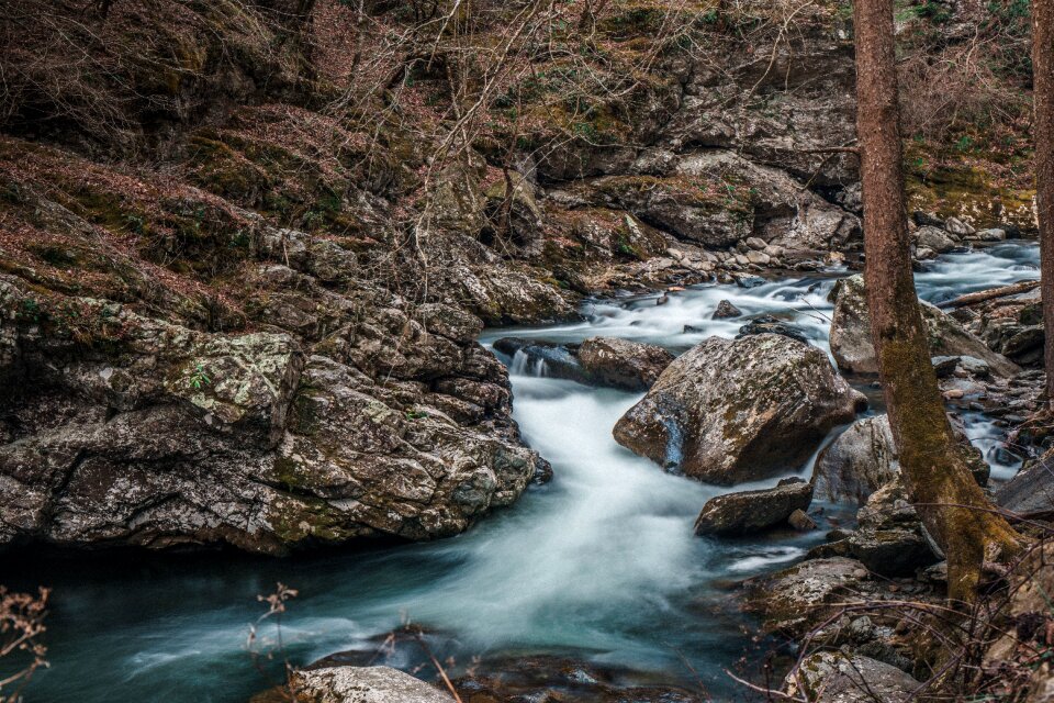 Water nature tree photo