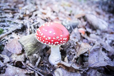 Nature poisonous mushroom amanita photo