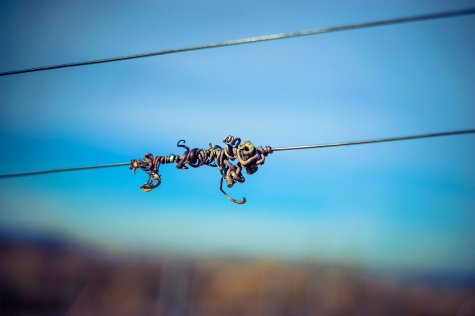 Structure wine winegrowing