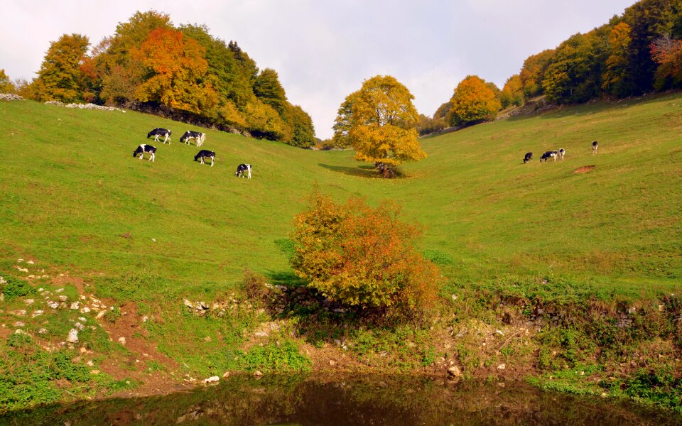 Mountain cow animals