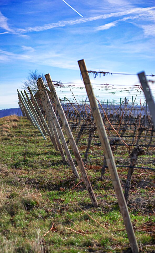 Structure wine winegrowing