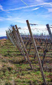 Structure wine winegrowing