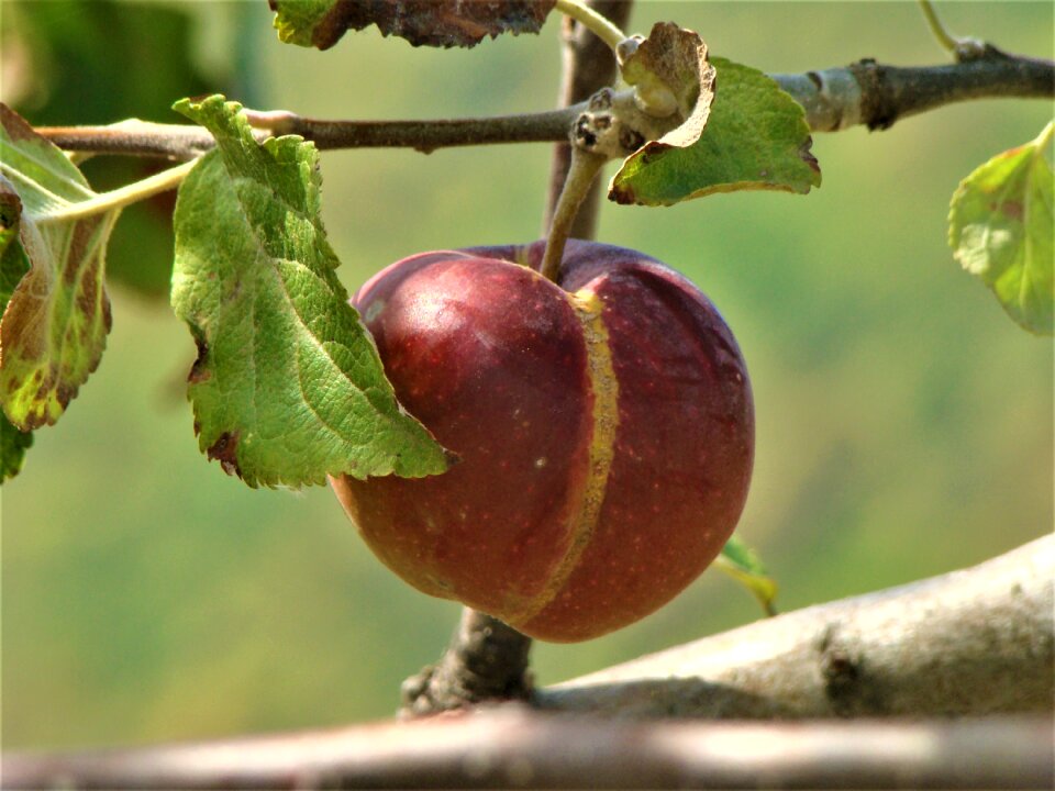 Fresh healthy red