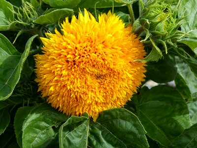 Leaf flower garden