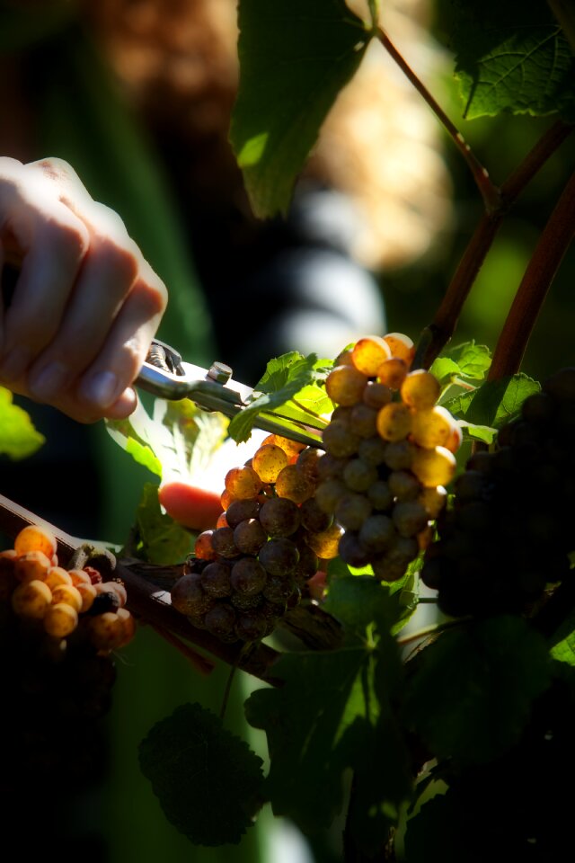 Fruit farm vine