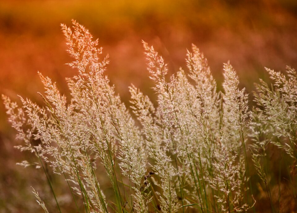 Plant field grass