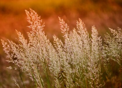 Plant field grass