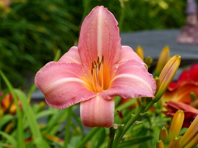 Garden summer color