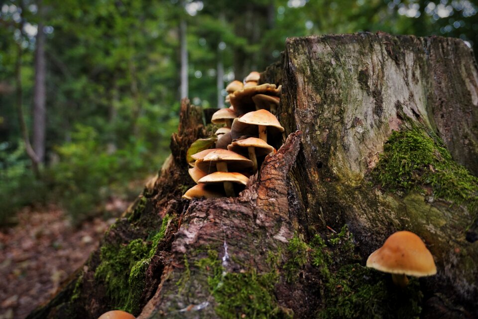 Autumn tree fungus tree stump